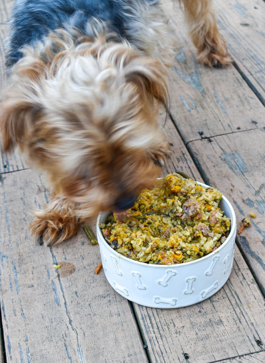 a small furry puppy eating homemade dog food out of a small white ceramic bowl