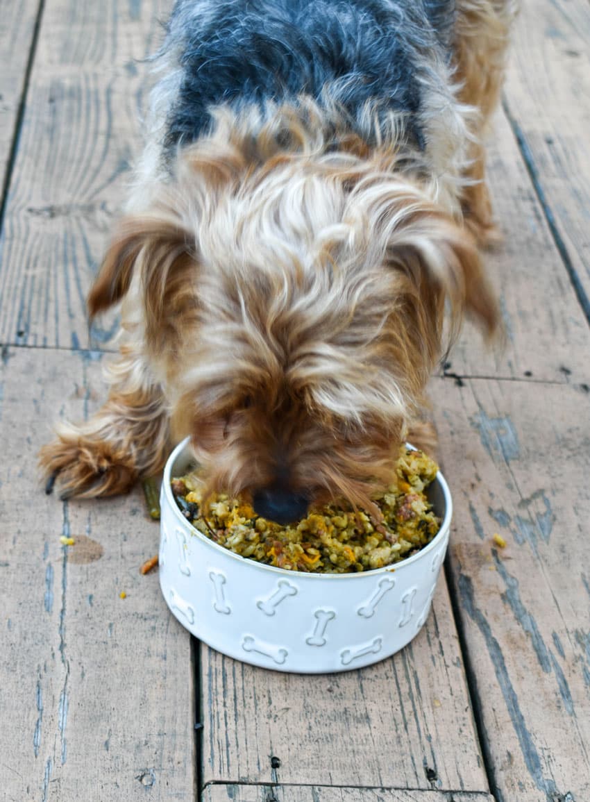 a small furry puppy eating homemade dog food out of a small white ceramic bowl