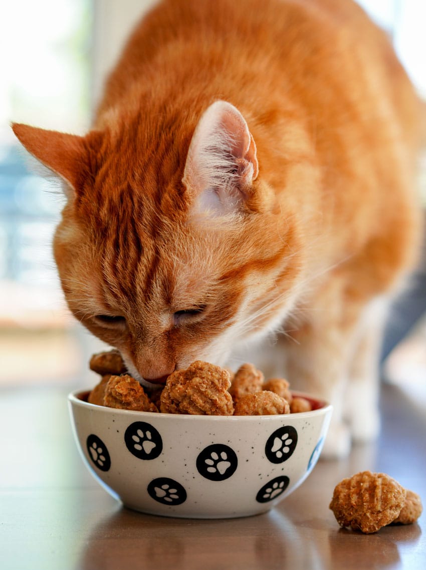 an orange house cat inspecting a bowl filled with homemade cat treats