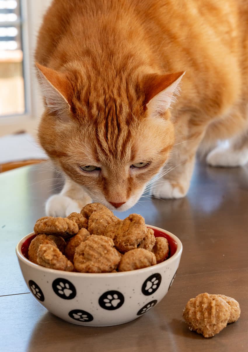 an orange house cat inspecting a bowl filled with homemade cat treats